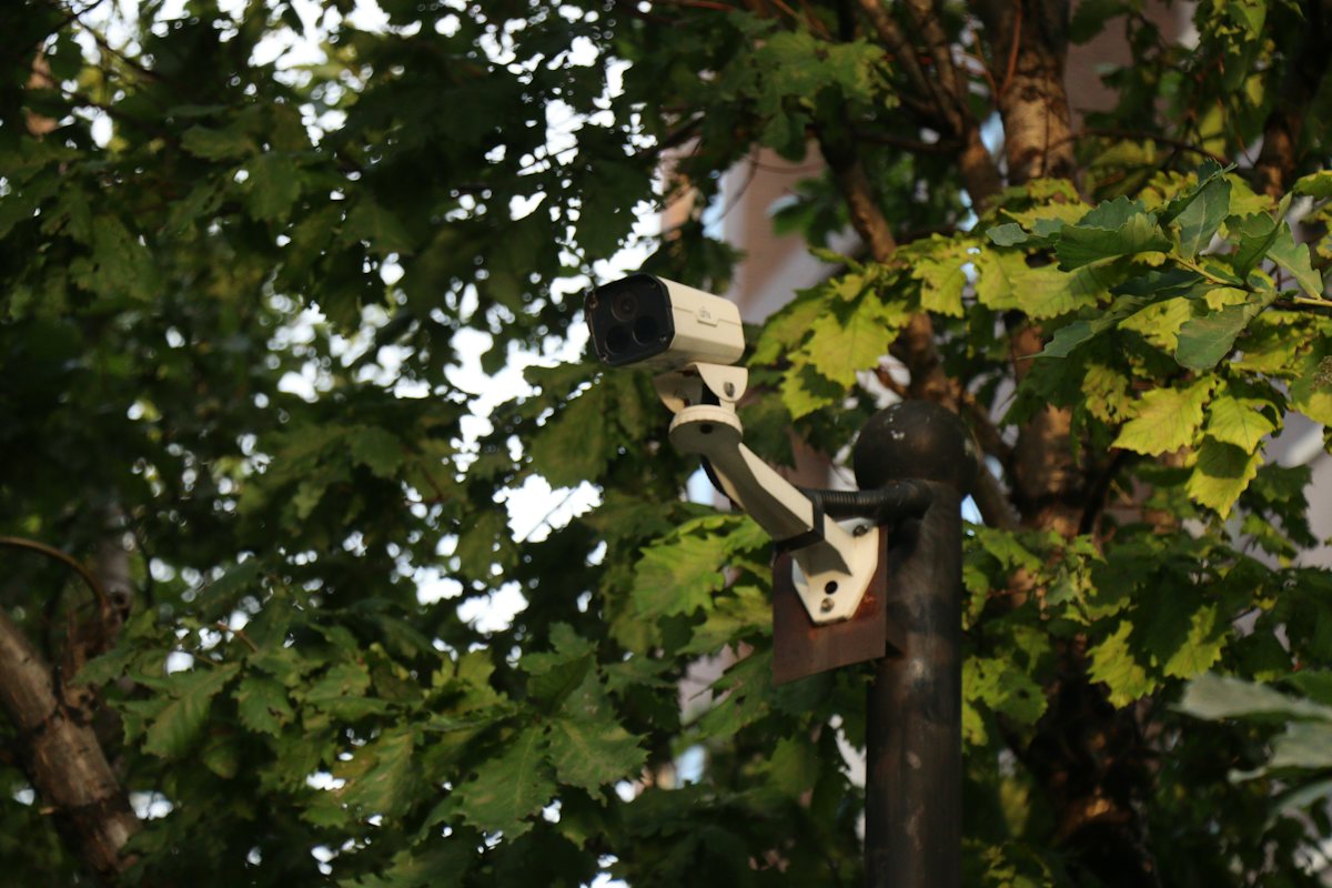 Outdoor camera installed among the leaves of a tree